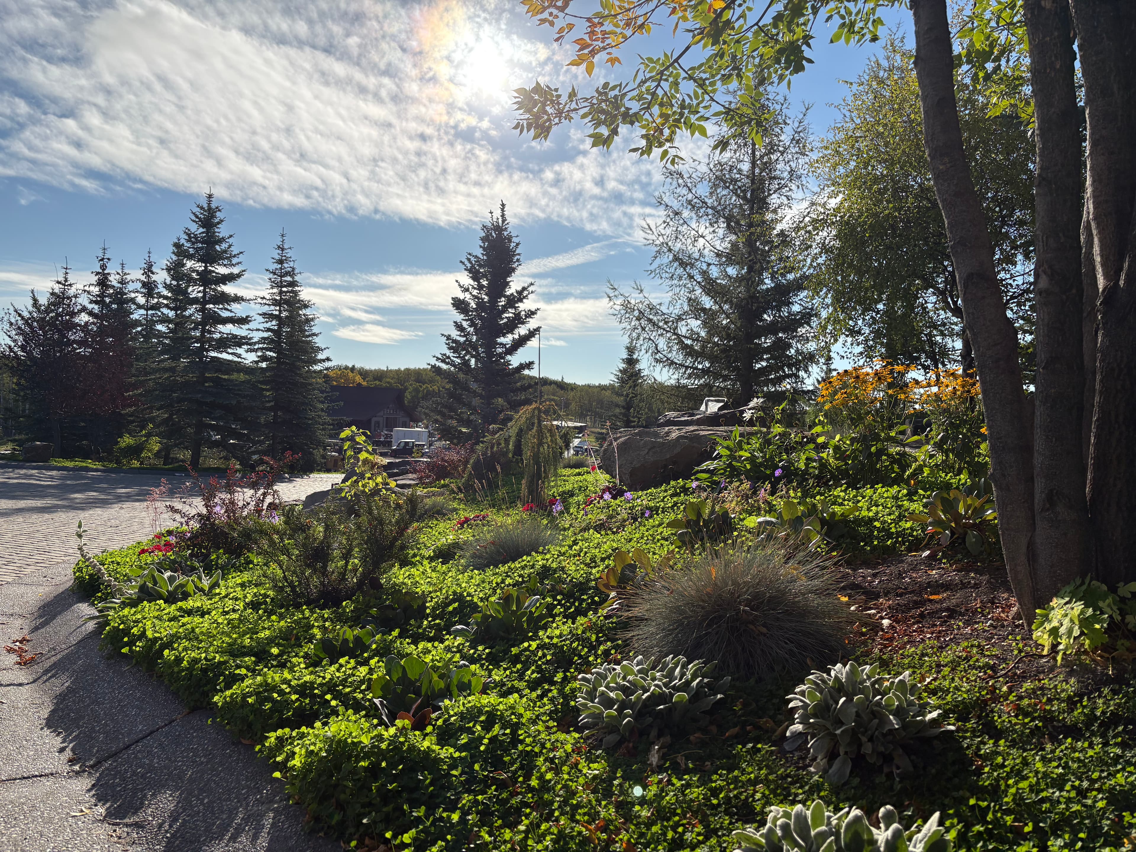 Sunlit garden with succulents and evergreen trees beside a paved path under a bright sky.